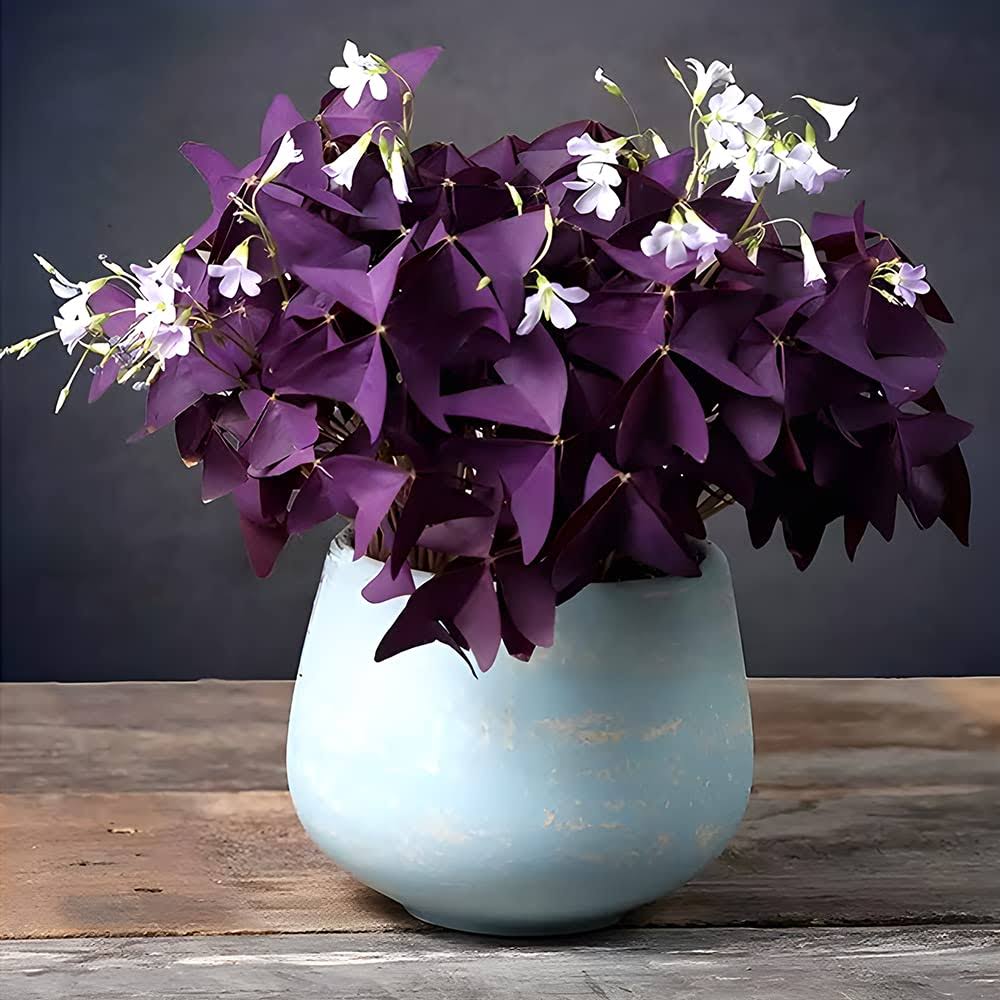 20pcs Oxalis Bulbs Purple Shamrock Bulbs Lucky Flowers Bulbs for Planting Purple Oxalis Triangularis Bulbs - Product image 1